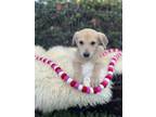 Adopt Tootsie pup: Pixie a Mixed Breed