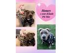 Adopt HONEY - 3 YEAR PIT BULL MIX FEMALE MEMORIAL DAY WEEKEND SPECIAL 20% OFF