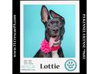 Adopt Lottie (Outlander Pups) 020324 a Shepherd