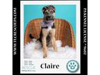 Adopt Claire (Outlander Pups) 020324 a Shepherd