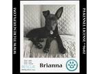 Adopt Brianna (Outlander Pups) 020324 a Shepherd, Labrador Retriever