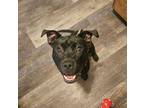Adopt Bluey Ray Cyrus a Pit Bull Terrier, Labrador Retriever
