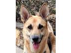 Adopt Lotti a German Shepherd Dog