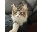 Adopt Boo Baby a Norwegian Forest Cat, Domestic Long Hair