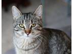 Adopt Peach a Tabby, Domestic Short Hair