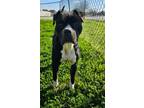 Adopt KIMA a Pit Bull Terrier, Boxer