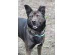 Adopt Poppy a Shepherd