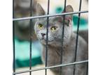 Adopt Bubbles a British Shorthair, Chartreux