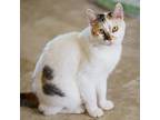 Adopt Puppycat a American Shorthair