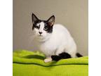 Adopt Matilda a American Shorthair