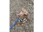 Adopt Merle a Hound, Mixed Breed