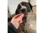 Adopt Mannie Mae a Pit Bull Terrier, Mixed Breed