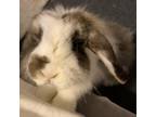 Adopt Millie a American Fuzzy Lop