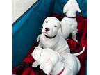 Dogo Argentino Puppy for sale in La Porte, TX, USA