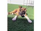 Adopt Barbie a Boxer, Mixed Breed