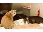 Adopt Lucy and Jasper - BONDED Pair a American Shorthair