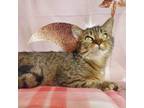 Adopt Blair a Domestic Short Hair, Tabby