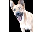 Adopt Lily a German Shepherd Dog, Husky