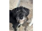 Adopt Whimsey a Terrier