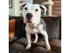 Adopt Cannoli a Pit Bull Terrier, American Staffordshire Terrier