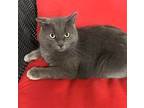 Adopt Boule de poils a Domestic Short Hair, Chartreux