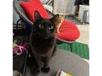 Adopt Macha a Domestic Short Hair