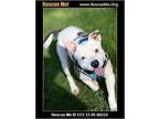 Adopt Monica a Pit Bull Terrier, American Staffordshire Terrier