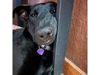 Adopt Pickles a Black Labrador Retriever