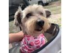 Adopt Petunia a Yorkshire Terrier, Miniature Poodle