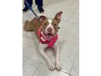 Adopt Gertie a Terrier, Mixed Breed