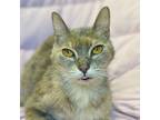 Adopt JERSEY a Domestic Medium Hair, Tabby