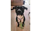 Adopt Scarlett a Pit Bull Terrier, Mixed Breed