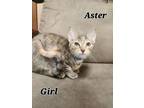 Adopt Aster a Domestic Short Hair