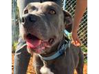 Adopt Bella a American Staffordshire Terrier