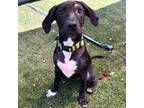 Adopt Velma a Black and Tan Coonhound