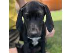 Adopt Viola a Black and Tan Coonhound