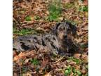 Catahoula Leopard Dog Puppy for sale in Livingston, TN, USA