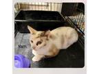 Adopt Yam a Siamese