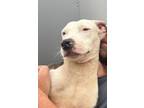 Adopt Snow a Pit Bull Terrier, Catahoula Leopard Dog