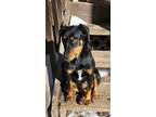 Adopt Mimi a Doberman Pinscher