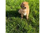 Poodle (Toy) Puppy for sale in Unionville, IA, USA