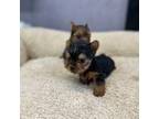 Yorkshire Terrier Puppy for sale in Arley, AL, USA