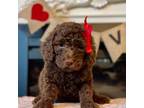 Goldendoodle Puppy for sale in Chatsworth, GA, USA