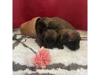 Soft Coated Wheaten Terrier Puppy for sale in Milford, IN, USA