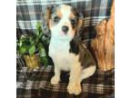Cavalier King Charles Spaniel Puppy for sale in Helena, OK, USA