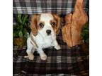 Cavalier King Charles Spaniel Puppy for sale in Helena, OK, USA