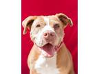 Adopt ASTRID a Pit Bull Terrier