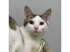 Adopt Helga a Domestic Short Hair