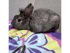 Adopt Lilah a Lionhead