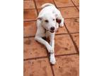 Adopt SNOWY (loves kids, dogs and cats) a Jindo